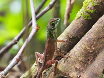 Close-up of a lizard on tree