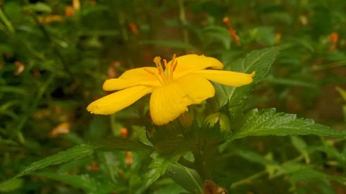 Close-up of yellow flowers