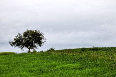 Tree on field against sky