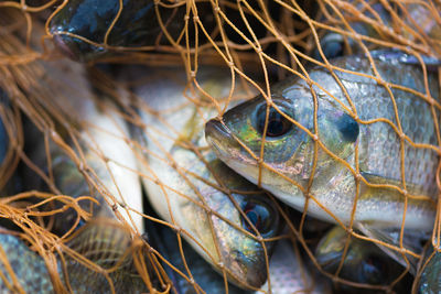 Close-up of crab