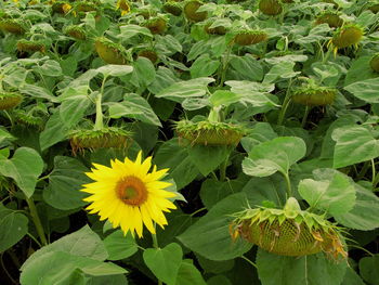 Close-up of sunflower