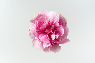 Close-up of pink flower against white background