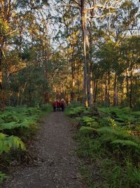 People walking in forest