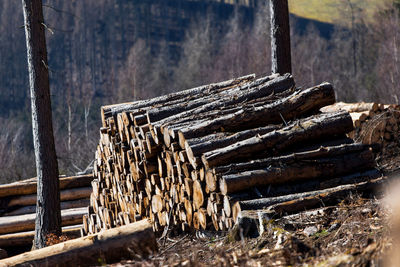 Stack of logs against trees in forest