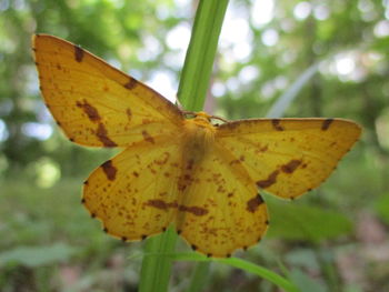 Close-up of butterfly on yellow flower