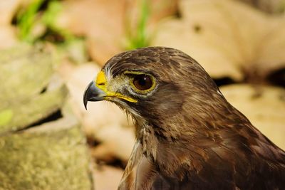 Close-up of eagle