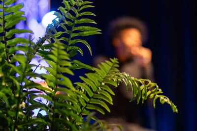 Close-up of fern plant