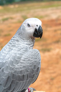 Close-up of a bird