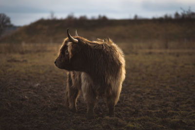 Horse standing on field against sky