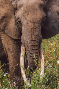 Close-up of elephant