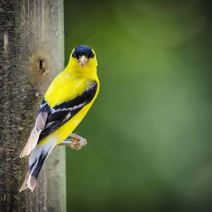 Close-up of parrot perching on a bird