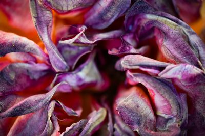 Full frame shot of purple roses