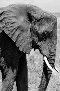 Close-up of elephant