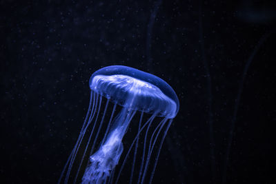 Close-up of jellyfish swimming in sea