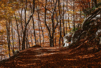 Trees in forest during autumn