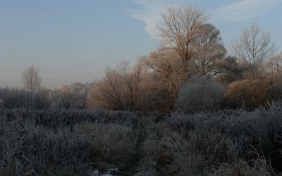 Bare trees on field against sky during winter