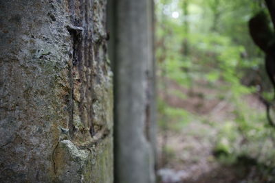 Close-up of tree trunk