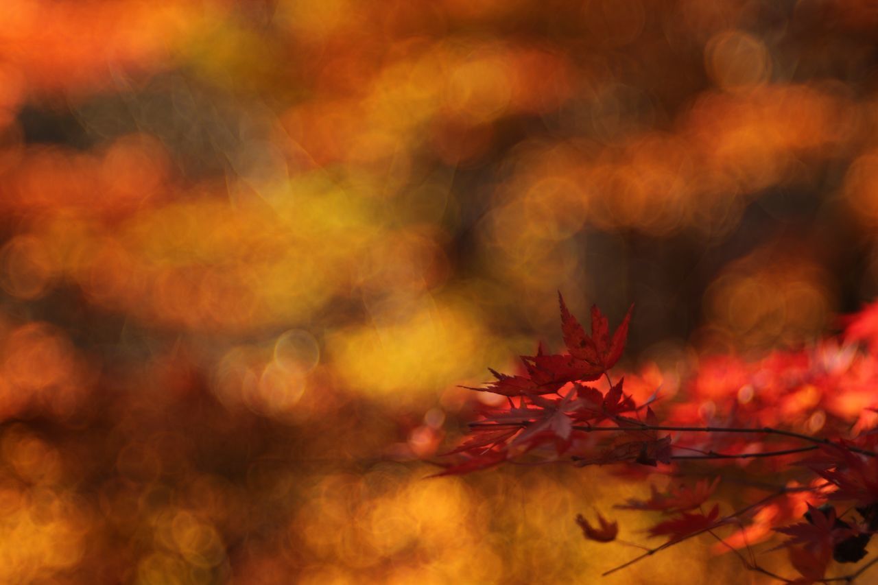 nature, flower, beauty in nature, growth, red, fragility, no people, plant, leaf, close-up, freshness, outdoors, flower head, day, maple leaf