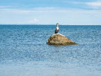 Cormorant on a sea