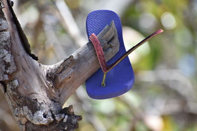 Close-up of a lizard on tree