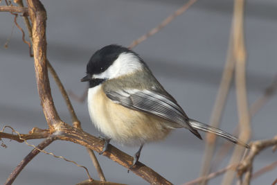 Close-up of bird perching against sky