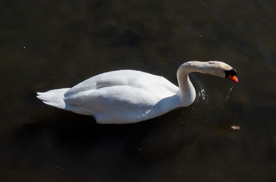 Swan floating on a lake