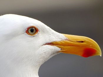 Close-up side view of seagull