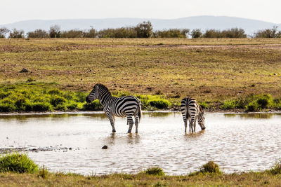 Scenic view of two zebras in a lake