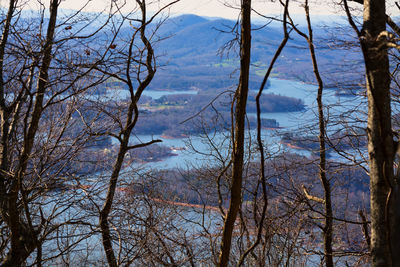 Scenic view of bare trees against sky