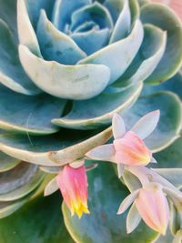 Close-up of flower blooming outdoors