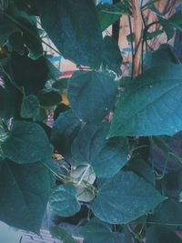 High angle view of leaves