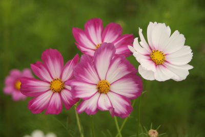 Close-up of pink cosmos  flowering plants