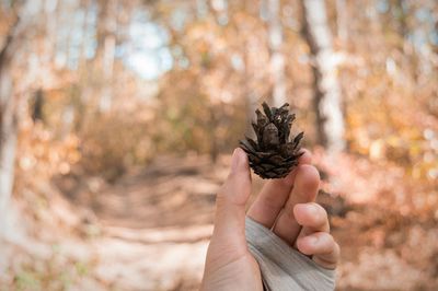 Cropped image of hand holding pine cone