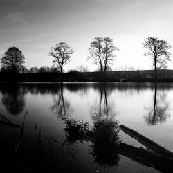 Reflection of bare trees in water