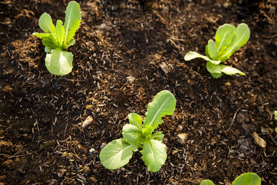 Plant growing in field