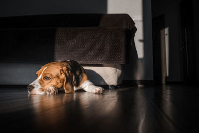 Portrait of dog resting on floor at home