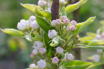 Close-up of flowering plant
