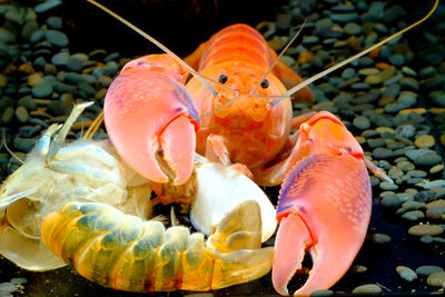 Close-up of fish in sea