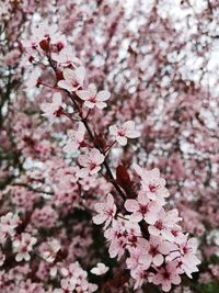 Close-up of pink cherry blossoms in spring