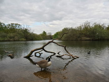 Ducks swimming in lake against sky
