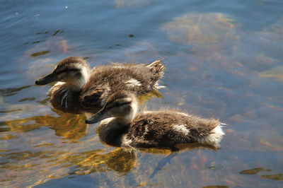 Duck in a lake