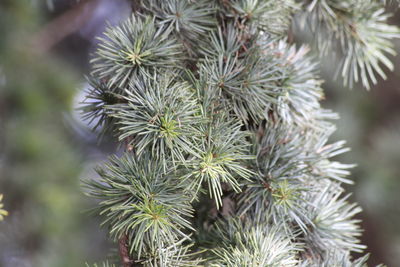 Close-up of plant