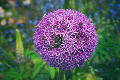 Close-up of fresh purple thistle blooming outdoors