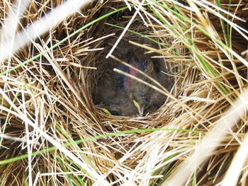 High angle view of bird in nest