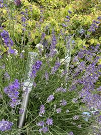 High angle view of purple flowering plants on field