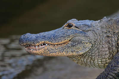 Close-up of crocodile