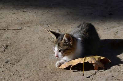 High angle view of cat on street