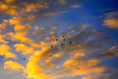 Low angle view of bird flying against cloudy sky