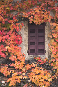 Close-up of orange maple leaves on window of house