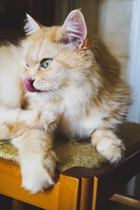 Close-up portrait of cat relaxing at home